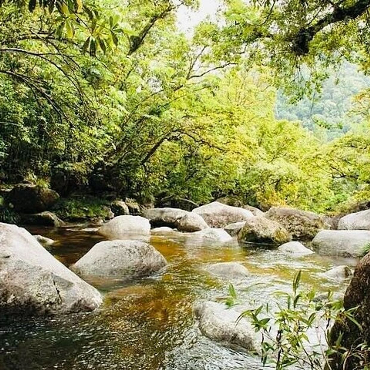 Mossman Gorge