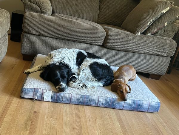 Two dogs resting together on a cozy pet bed in a living room.