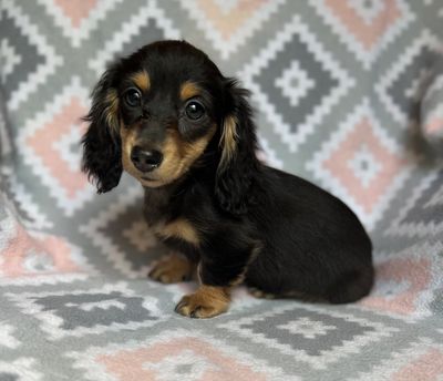 Kimberly
205-340-4022
Email: kmp5477@gmail.com

Purchase Agreement
Thank you for deciding to adopt o