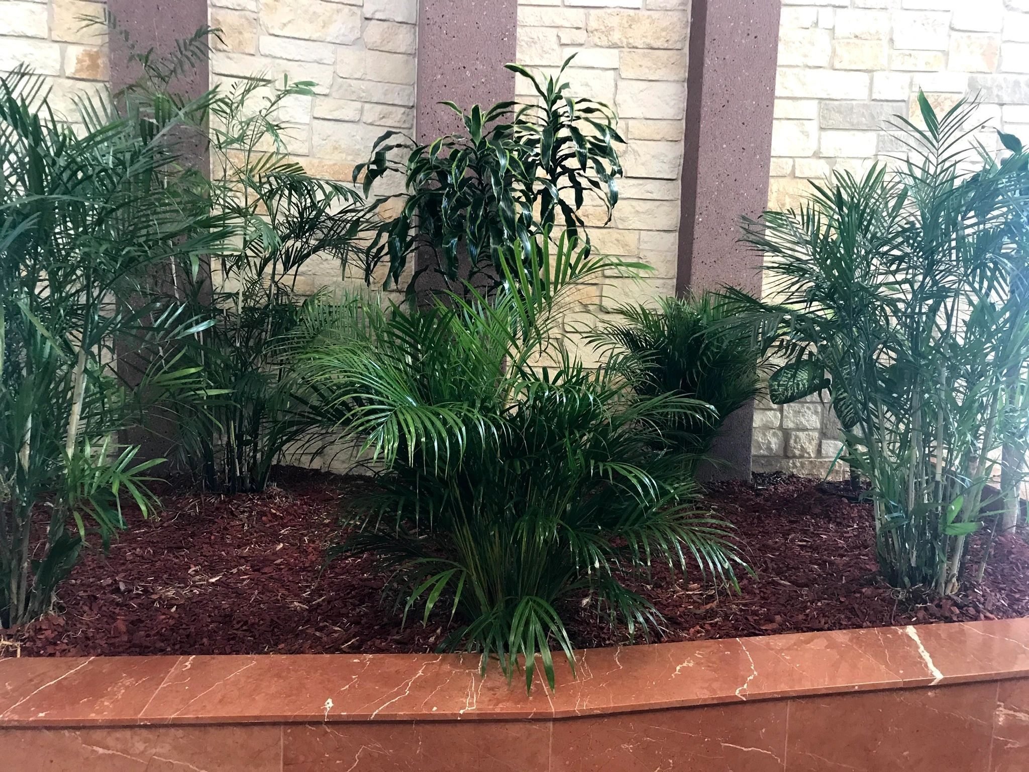 My City Plants Tx Interior Plant Maintenance, Indoor Plant Service