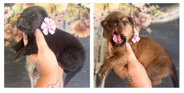Two adorable puppies held in hands, each with a pink flower by their ear.
