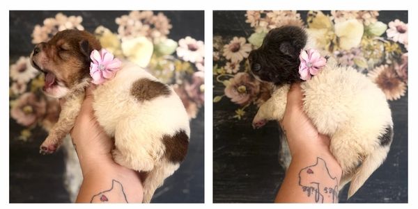 Two small puppies with pink flowers on their collars being held gently.