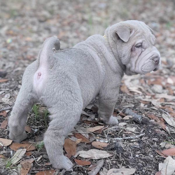 A wrinkly, gray Shar Pei puppy standing on dry leaves outdoors.