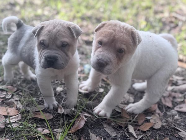 Two adorable puppies standing on a leafy ground outdoors.