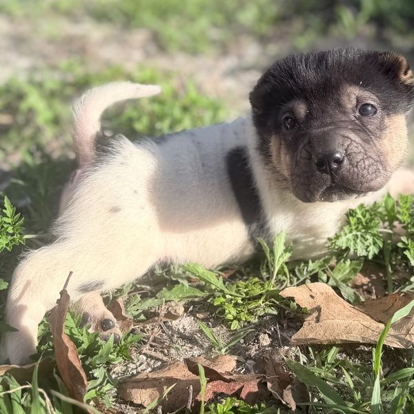 A small puppy with a wrinkled face lies on the grass in the sunlight.