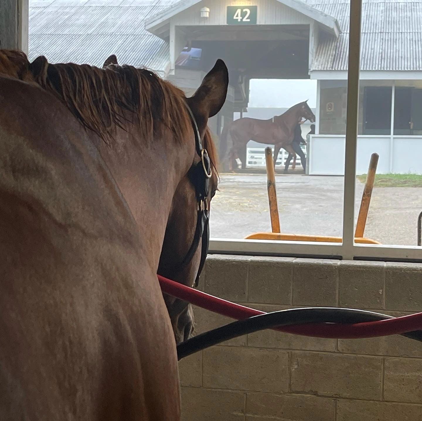 Bodywork 4 Horses Massage, Massage Therapy, Equine Massage, Massage