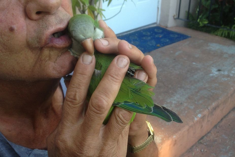 Man kissing quaker parrott