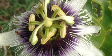 Passion fruit flower