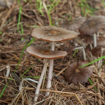 Mushrooms growing in a forest to teach children narrow depth-of-field
