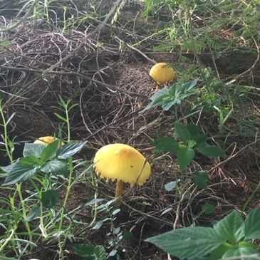 Wild mushrooms growing on a hillside in Nayarit, Mexico.