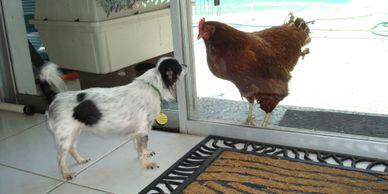 Chihuahua goes face-to-face with a Rhode Island red