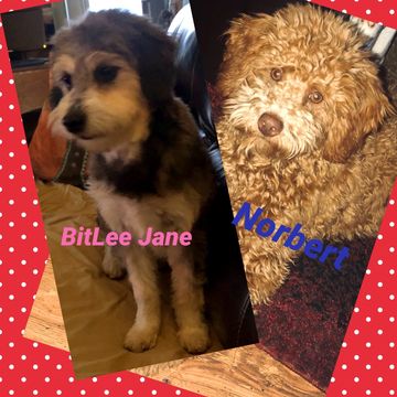Bitlee Jane #20 mini Aussiedoodle & Norbert #17 mini AKC poodle, parents to this litter dob 9/15/22