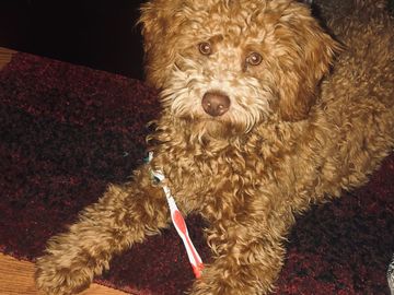 AKC registered, Miniature Poodle, Poodle, dogs, dog breeder