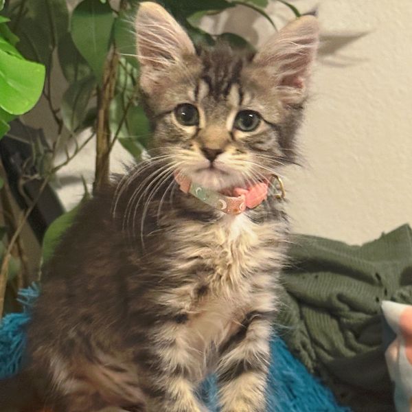 Tabby kitten with white paws and pink collar sitting on an orange cushion.