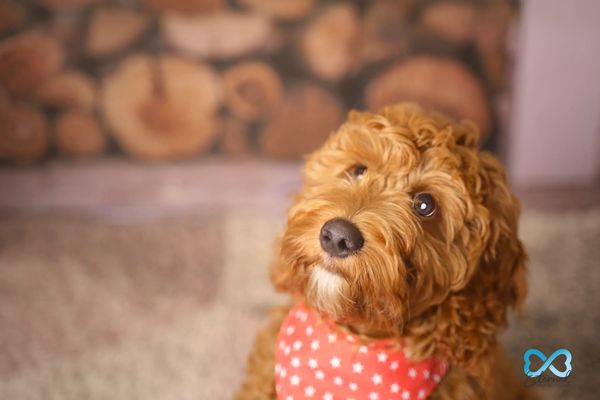 Dog Photography Pet Photoshoot West Sussex Studio