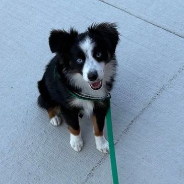 Who's That Good Dog?  Yours of course!

This training class is for puppies and also mature dogs that