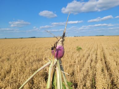 purple topped turnip against a blue sky, pulled from mature oat field