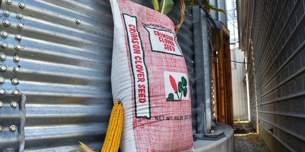 A large sack of crimson clover seed leaning against a metal wall next to an ear of corn.