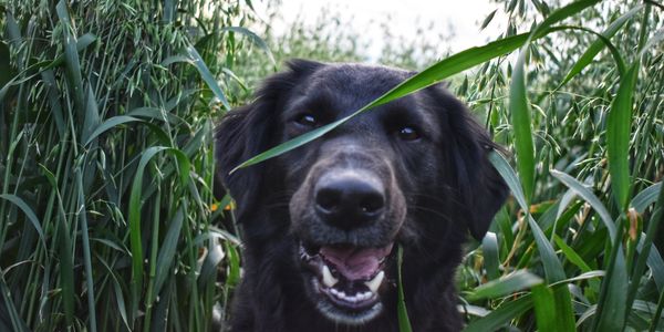 Happy black dog peeking through tall grass.