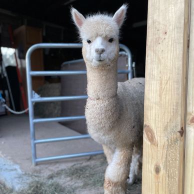 Ruby - Alpaca at Farm and Fleece Alpaca Ranch