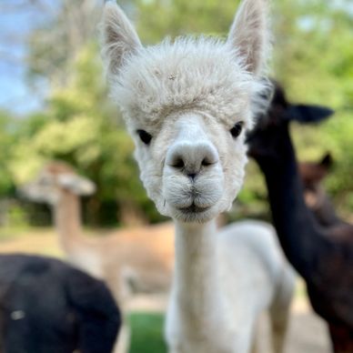 Maia - Alpaca at Farm and Fleece Alpaca Ranch