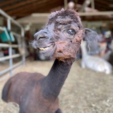 Phoenix - Alpaca at Farm and Fleece Alpaca Ranch