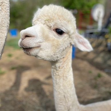 Penelope - Alpaca at Farm and Fleece Alpaca Ranch