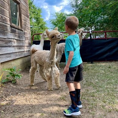 Farm and Fleece - Alpaca Farm, Alpaca Products, Agritourism