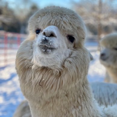 Monarch - Alpaca at Farm and Fleece Alpaca Ranch