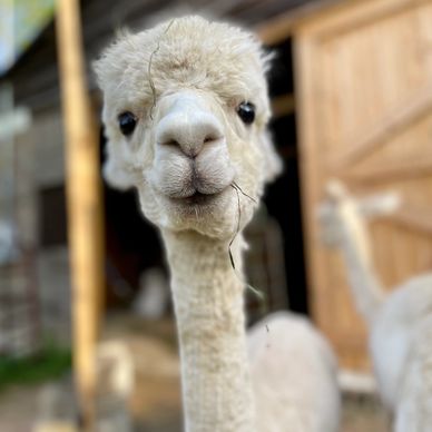 2,500+ Alpaca Fleece Stock Photos, Pictures & Royalty-Free Images - iStock