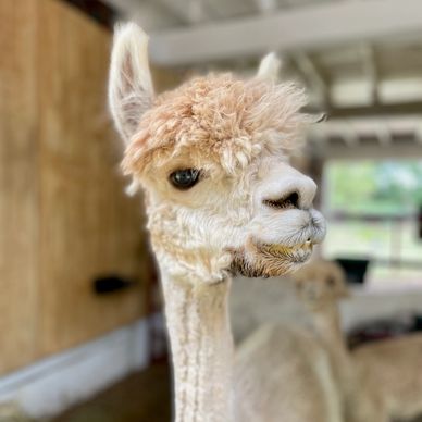 Etoile - Alpaca at Farm and Fleece Alpaca Ranch