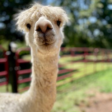 Tahiti - Alpaca at Farm and Fleece Alpaca Ranch