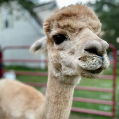 Penny - Alpaca at Farm and Fleece Alpaca Ranch