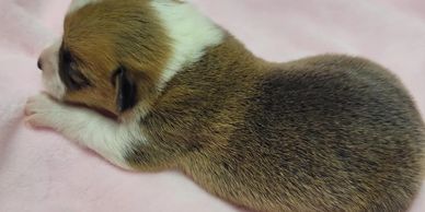 AKC
PEMBROKE WELCH CORGI
FEMALE