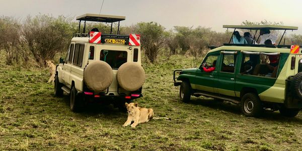 Safari Trucks and Lions in Masai Mara
