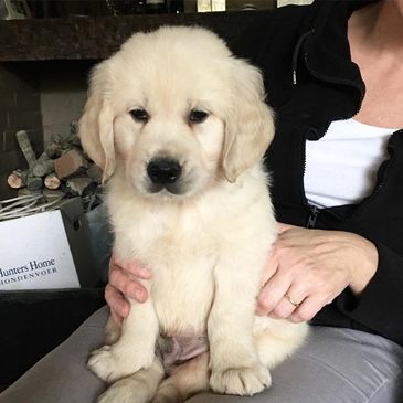 Adorable fluffy golden retriever puppy sitting on a person's lap indoors.