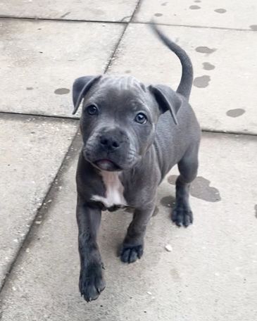 A curious gray puppy with a white chest spot walks on a concrete surface.