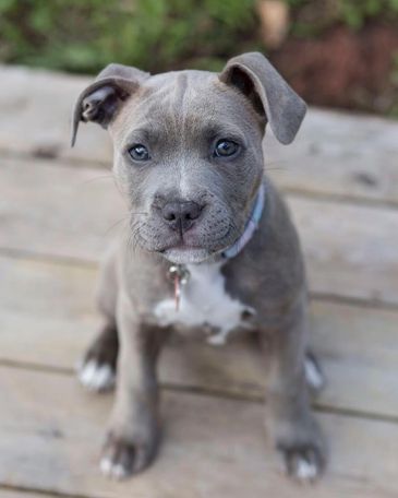 Adorable gray puppy with soulful eyes sitting on wooden floor.