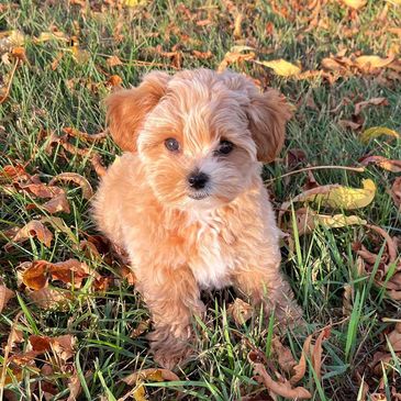 A fluffy light brown puppy sitting on grass with autumn leaves.