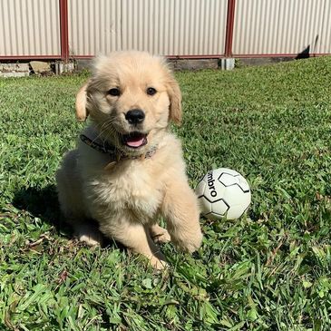 Golden retriever puppy playing with a small soccer ball on grass.