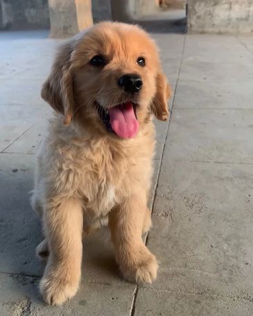 Adorable golden retriever puppy sitting with tongue out indoors.