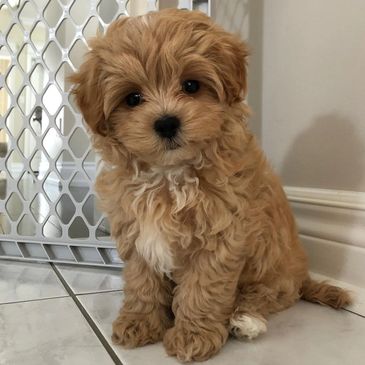 A fluffy brown puppy sitting on a tiled floor next to a white baby gate.