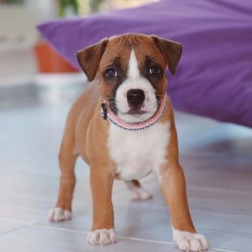Adorable brown and white puppy standing on a tiled floor indoors.