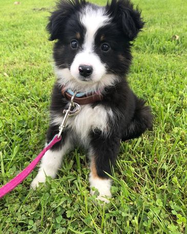 Adorable black and white puppy sitting on green grass with a pink leash.