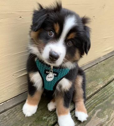 A cute tricolor puppy wearing a harness sitting on wooden floor.