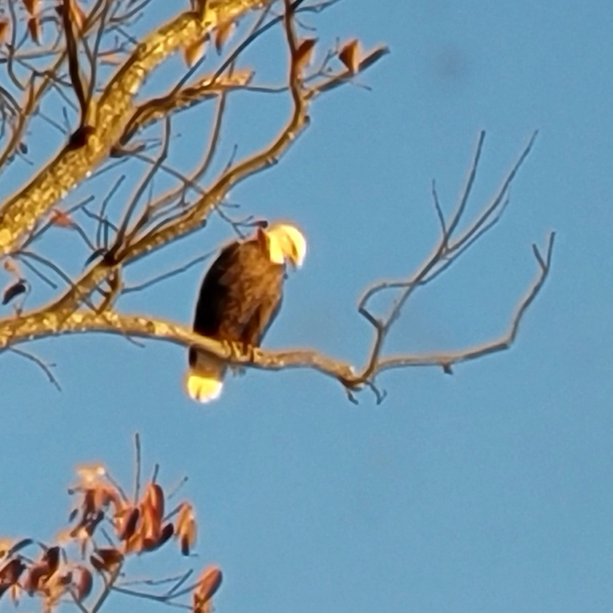 A special treat to see the eagles sitting in our tree out front.  This picture was taken in the fall
