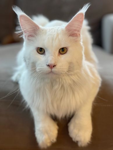 Maine coon for sale