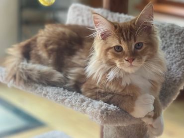 Maine coon for sale