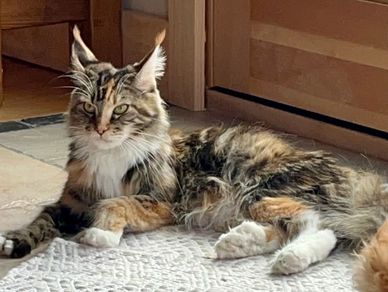 Maine coon for sale