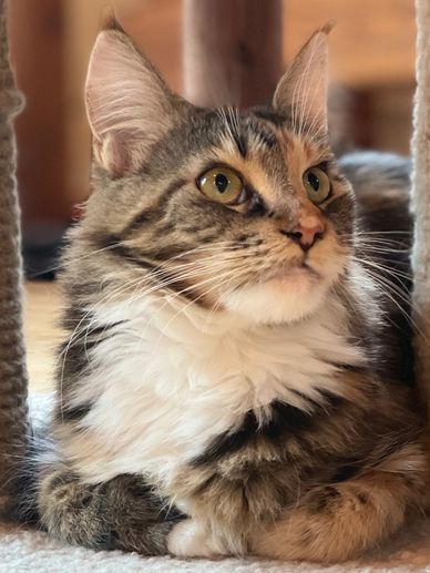 Maine coon for sale